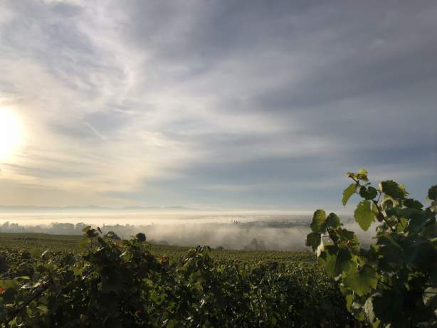 <span><span><span>Séjour sur la Route des Vins en Alsace · James Vignoble Hôtel Eguisheim</span></span></span>