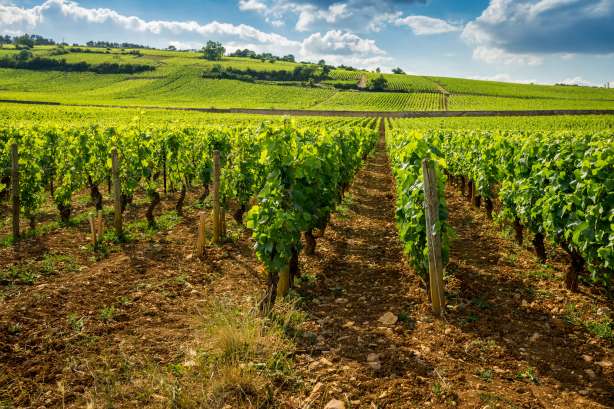 <span><span><span><span>Week-end dégustation vin en Alsace</span></span></span></span>