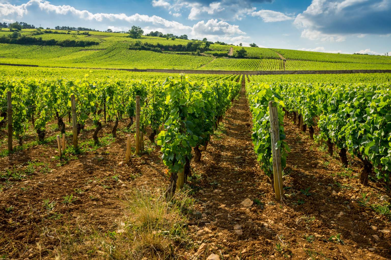 vignes Hôtel sur la Route des Vins d'Alsace · James Vignoble Hôtel****Eguisheim 
