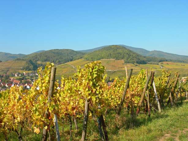 <span><span><span>Week-end en Alsace avec un chien · James Vignoble Hôtel Eguisheim</span></span></span>